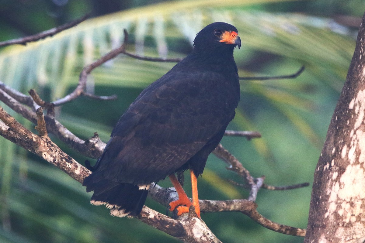 Common Black Hawk - ML631790469