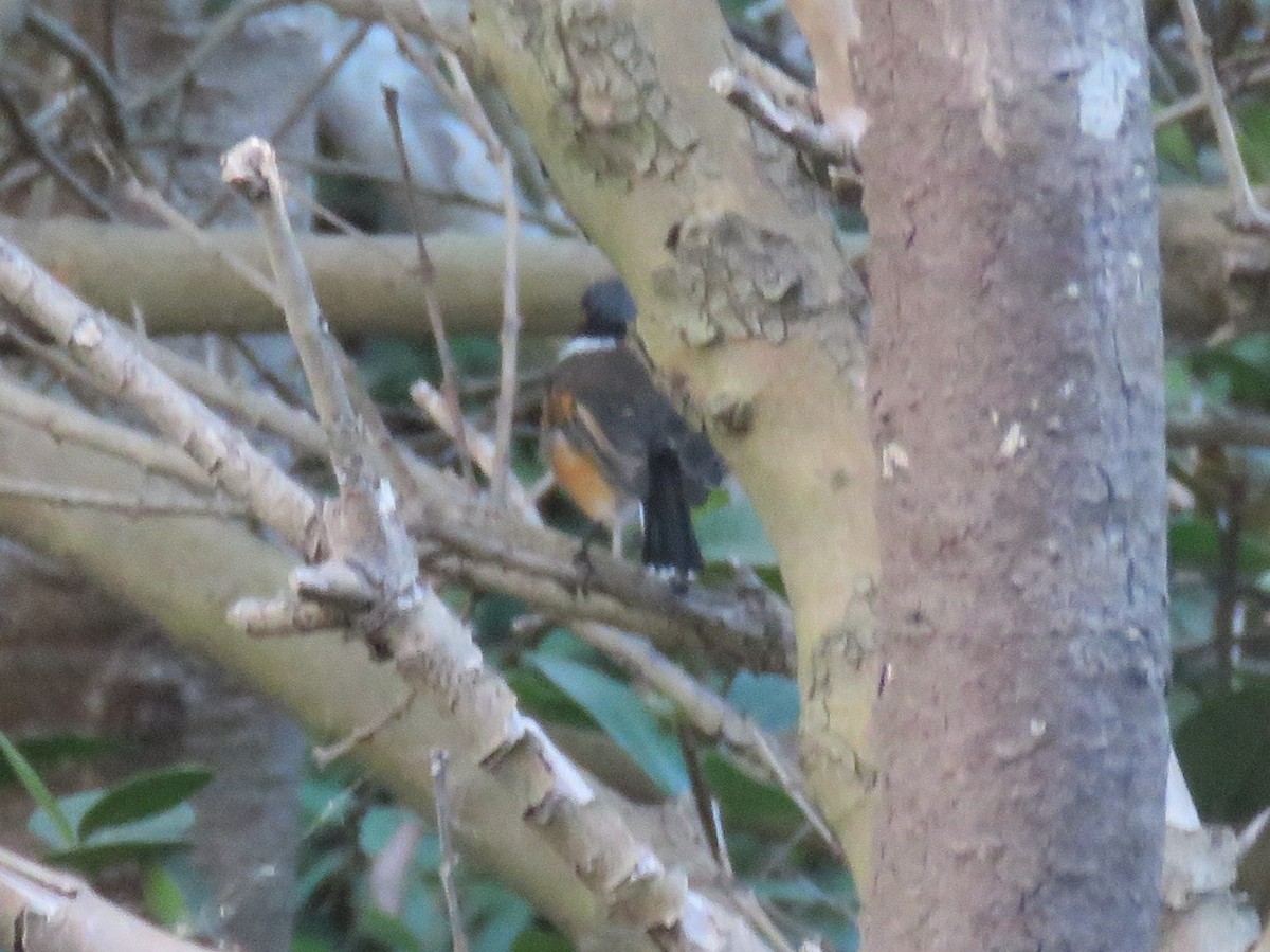 Cape Batis (Cape) - ML631790470