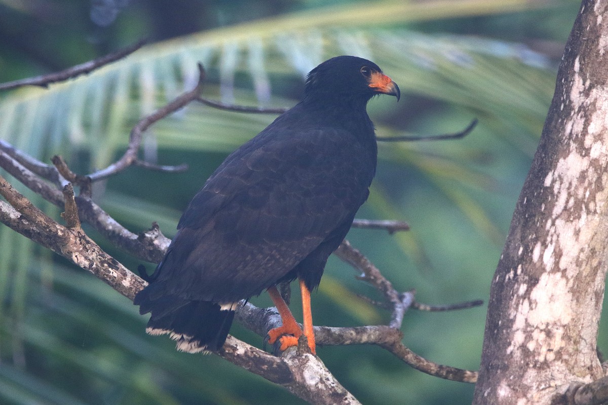 Common Black Hawk - ML631790472