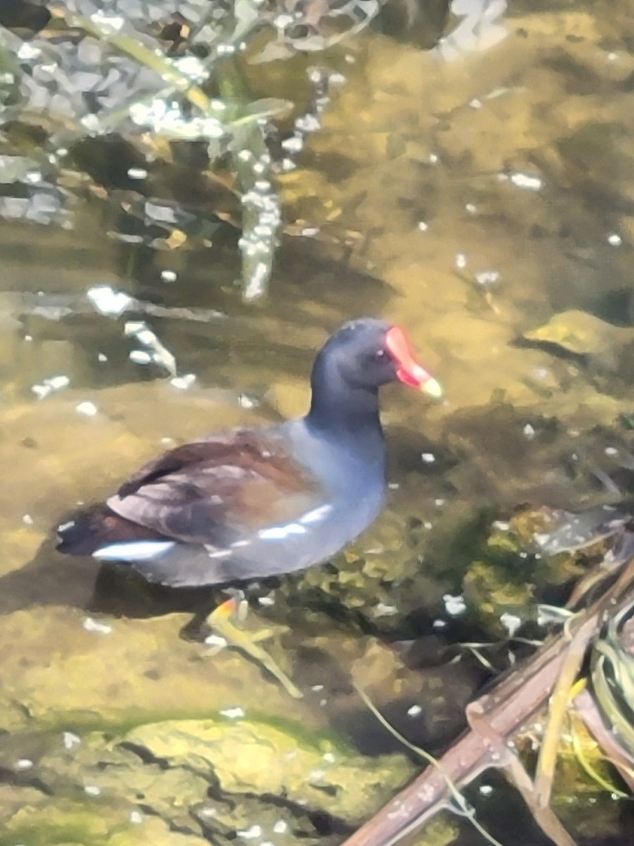 Common Gallinule - ML631790558