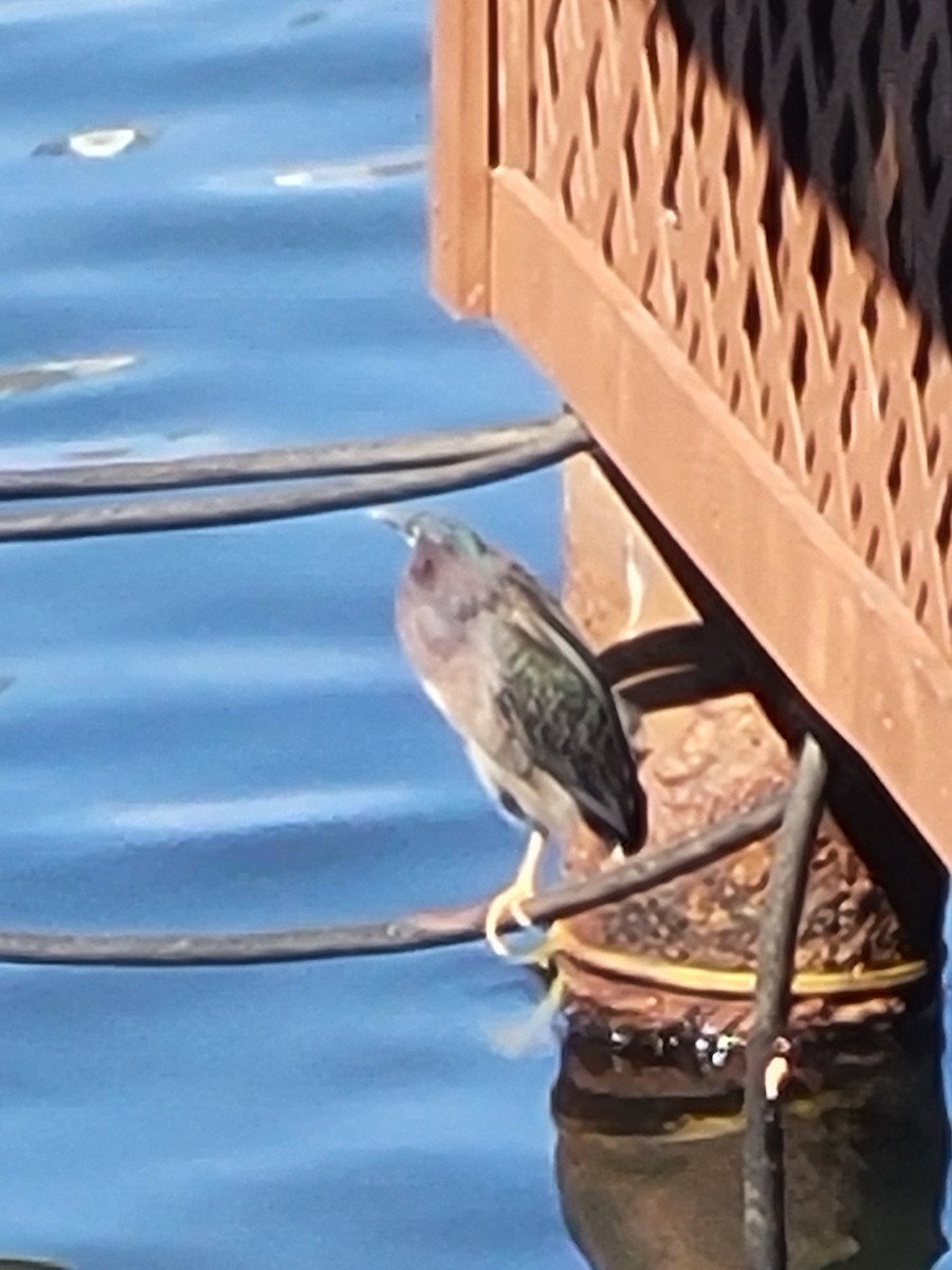 Green Heron - ML631790566