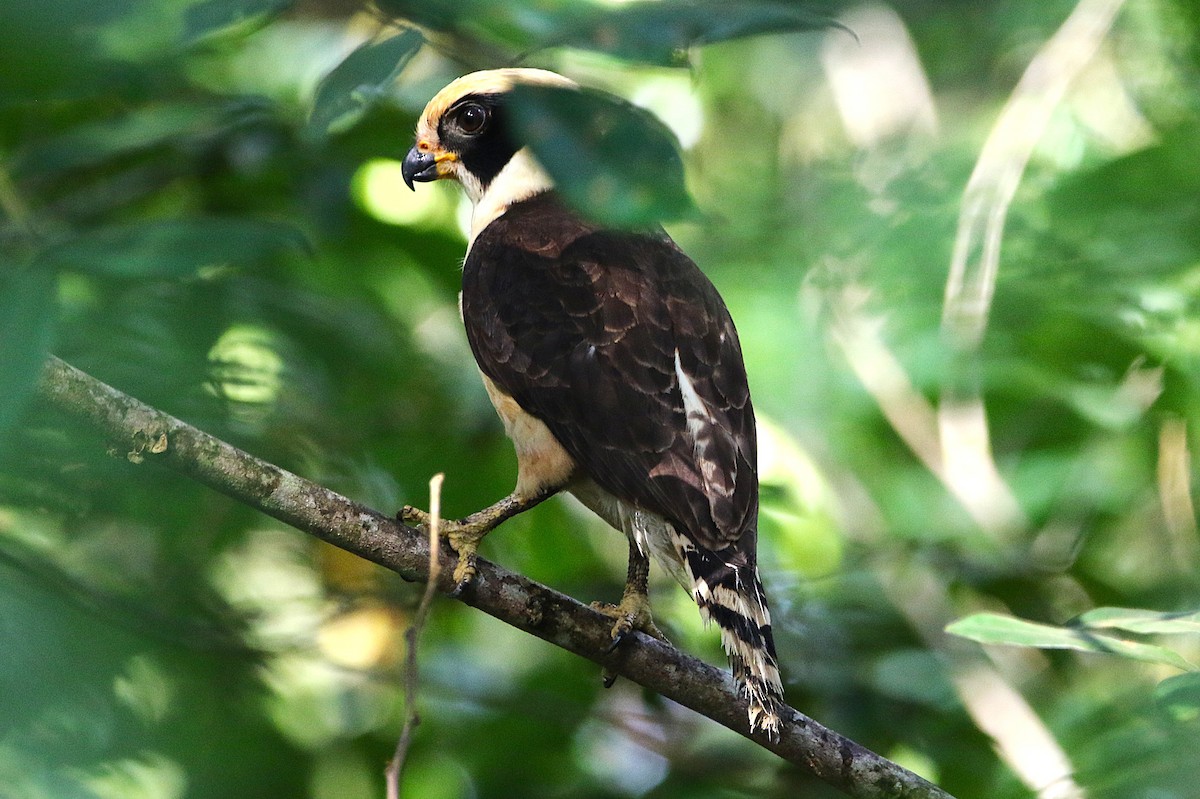 Laughing Falcon - ML631790568