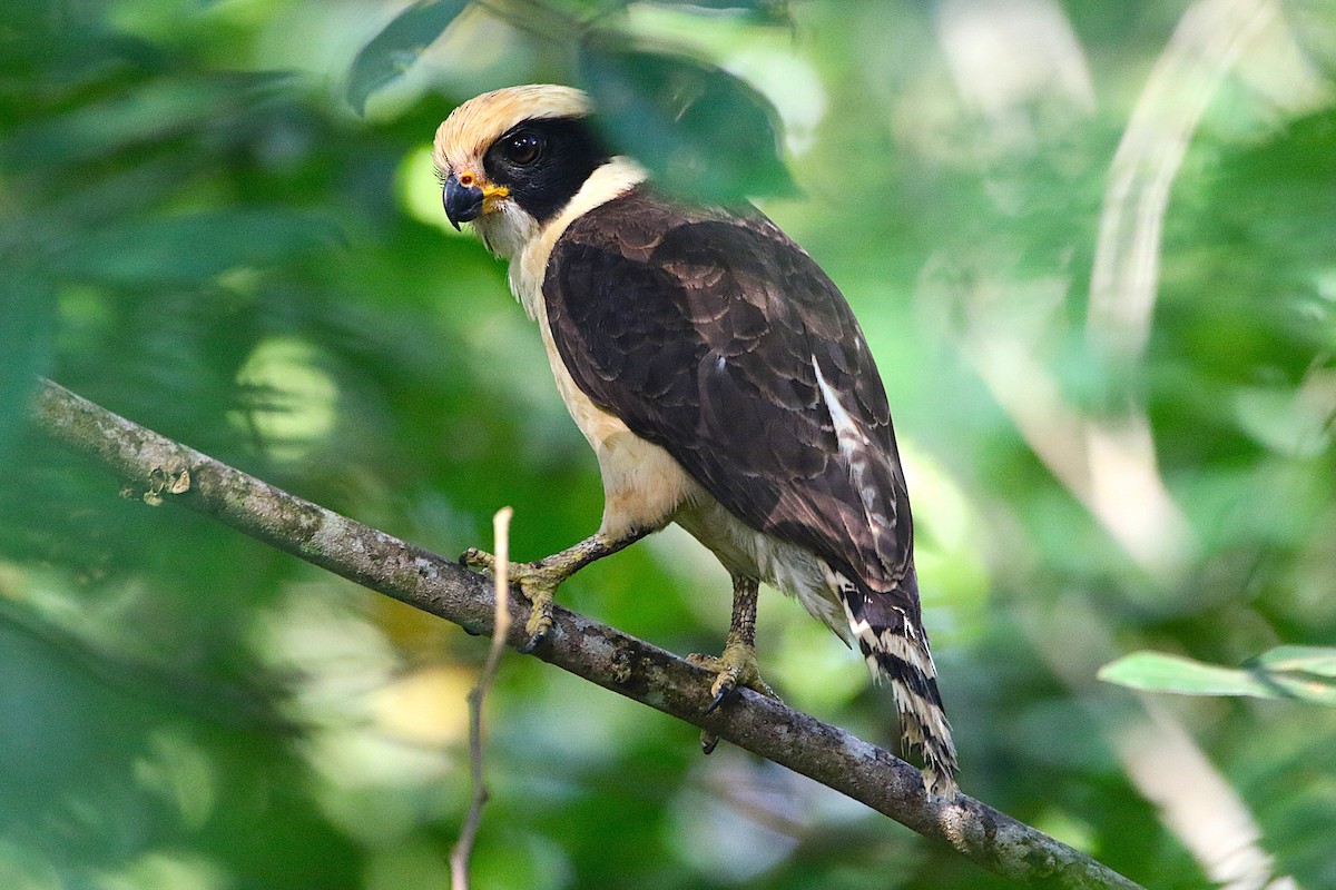 Laughing Falcon - ML631790571