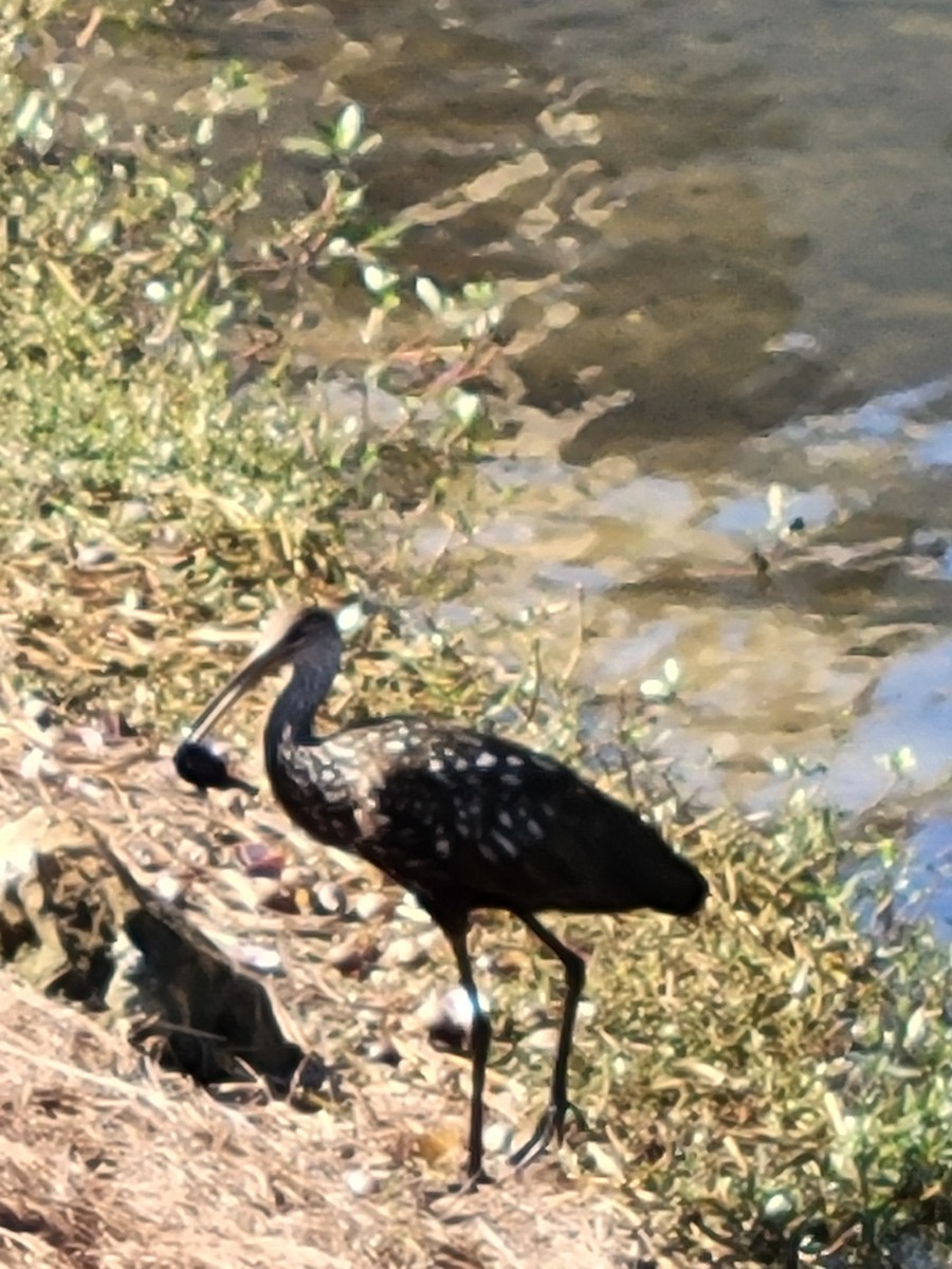 Limpkin - ML631790578