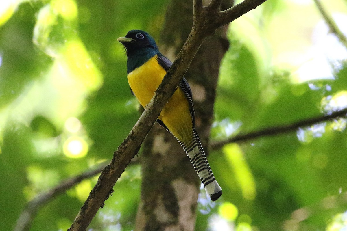 Northern Black-throated Trogon - ML631790588