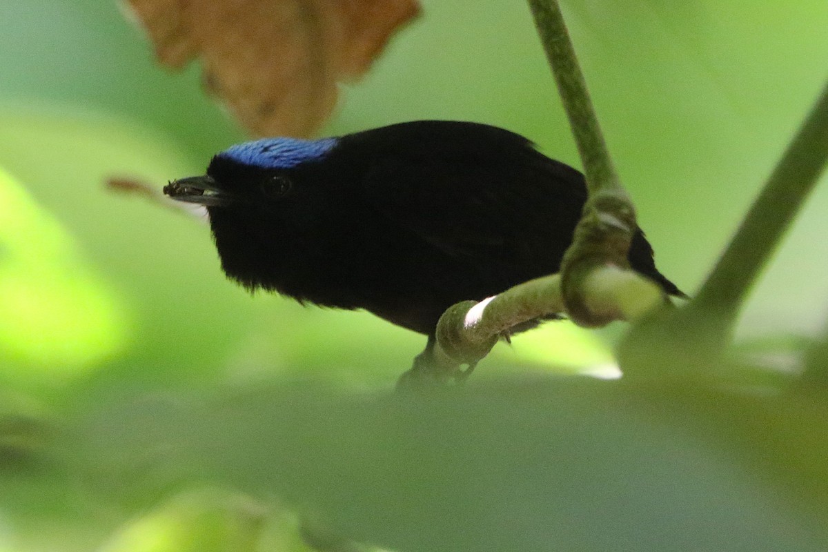 Velvety Manakin - ML631790594