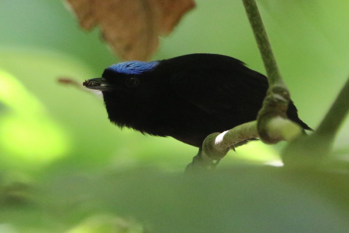 Velvety Manakin - ML631790598