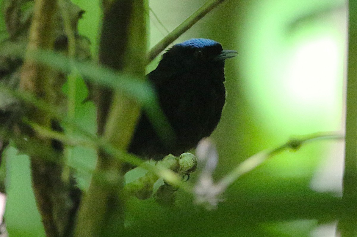 Velvety Manakin - ML631790600