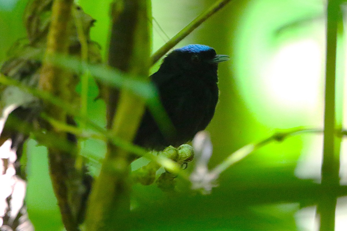 Velvety Manakin - ML631790603