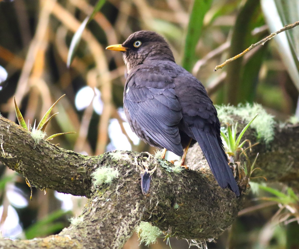 Sooty Thrush - ML631790699