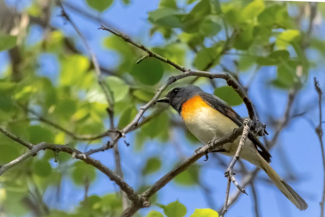 Small Minivet - ML631790776