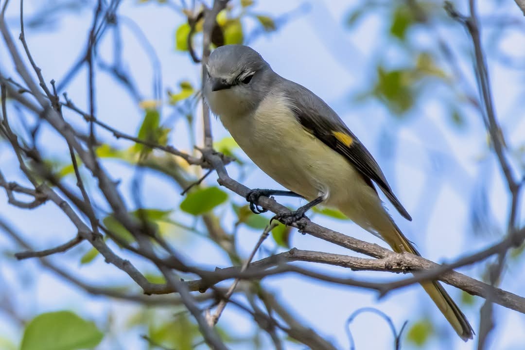 Small Minivet - ML631790777