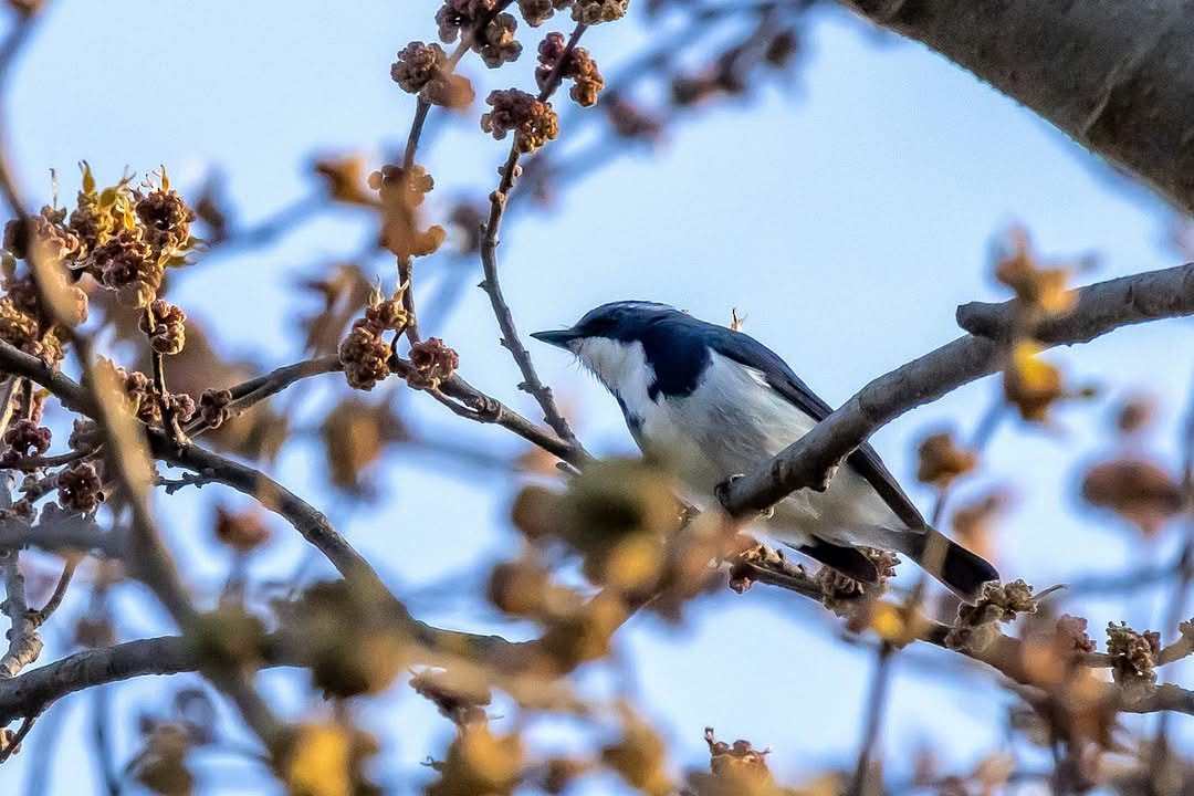 Ultramarine Flycatcher - ML631790793
