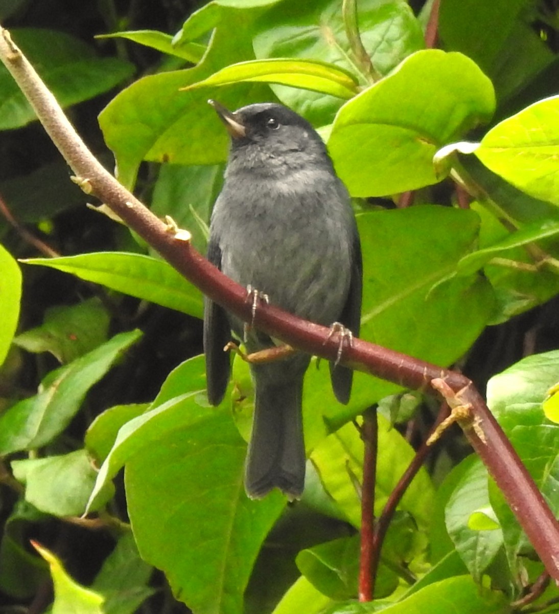 Slaty Flowerpiercer - ML631790852