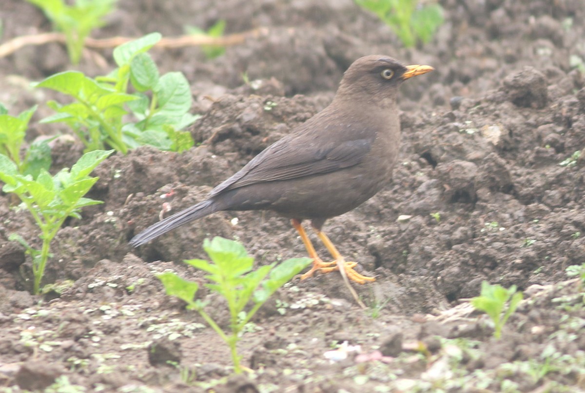 Sooty Thrush - ML631790903