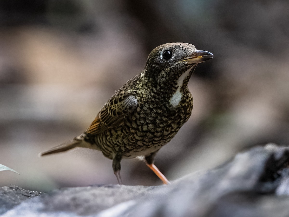 White-throated Rock-Thrush - ML631791018