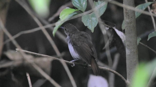 White-chested Babbler (Bornean) - ML631791095