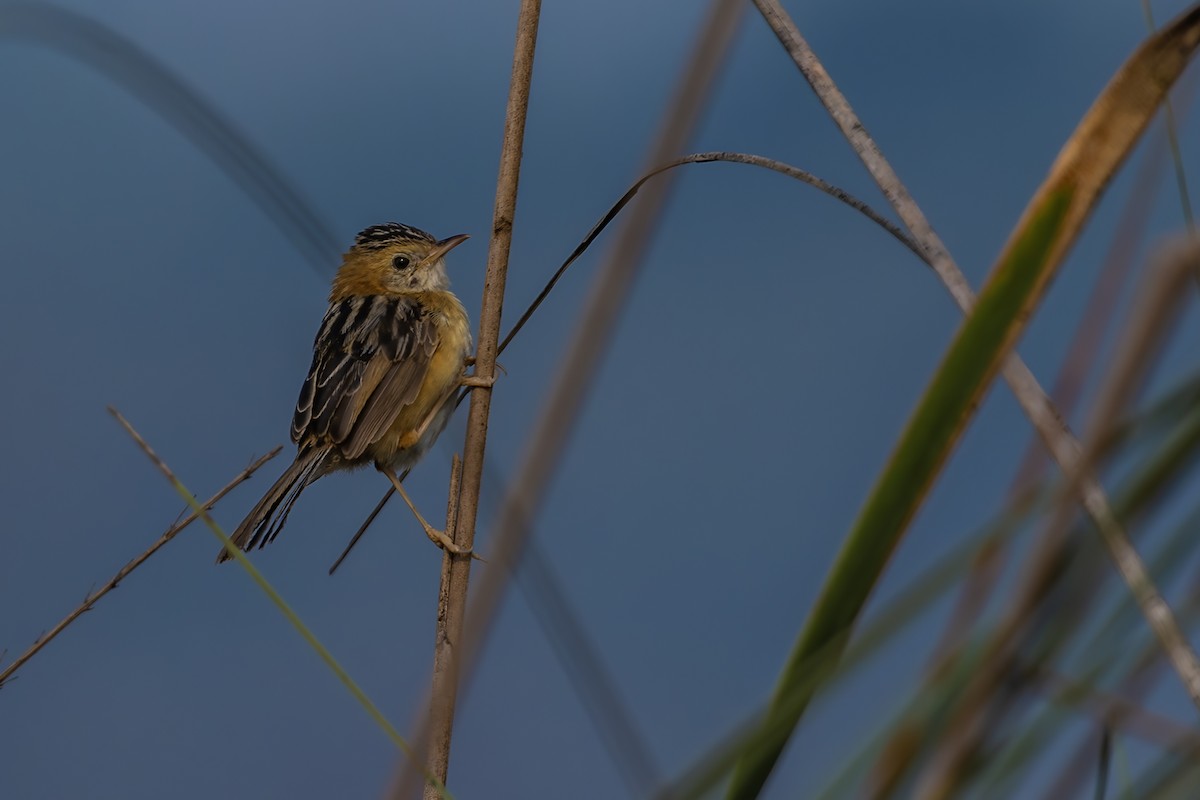 Golden-headed Cisticola - ML631791137