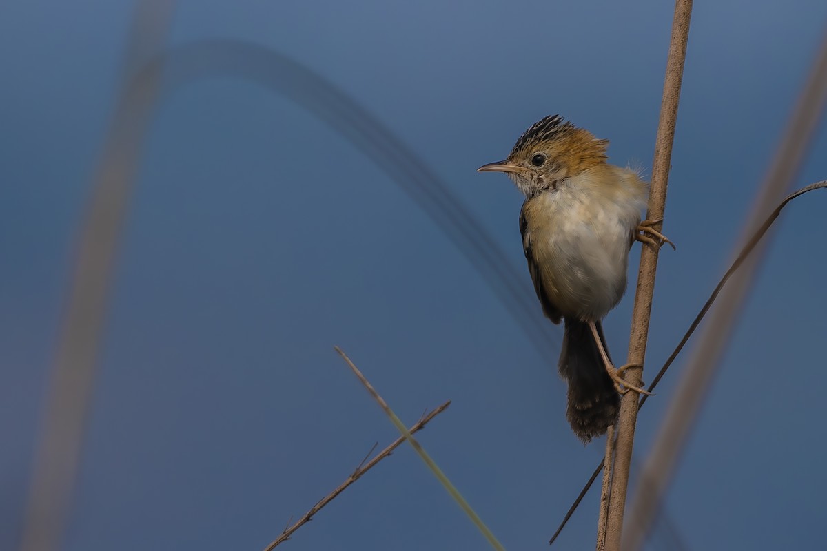 Golden-headed Cisticola - ML631791138