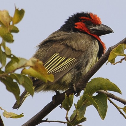 Black-collared Barbet - ML631791405