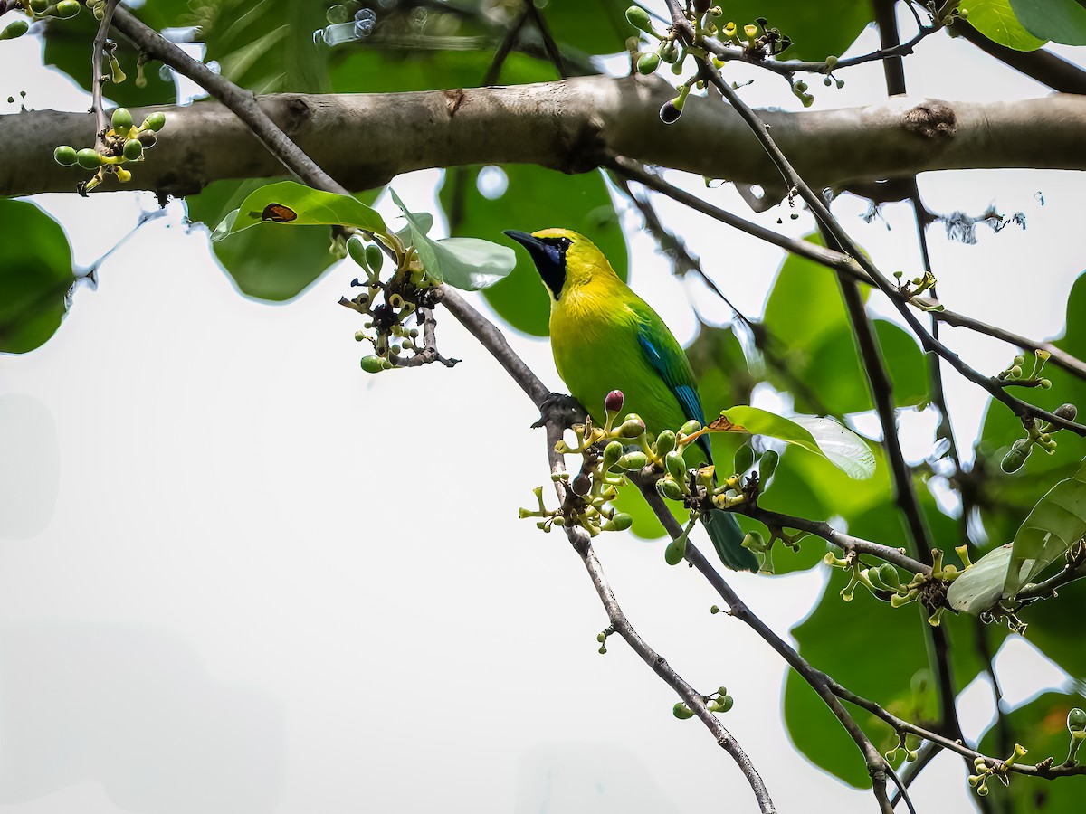 Blue-winged Leafbird - ML631791579