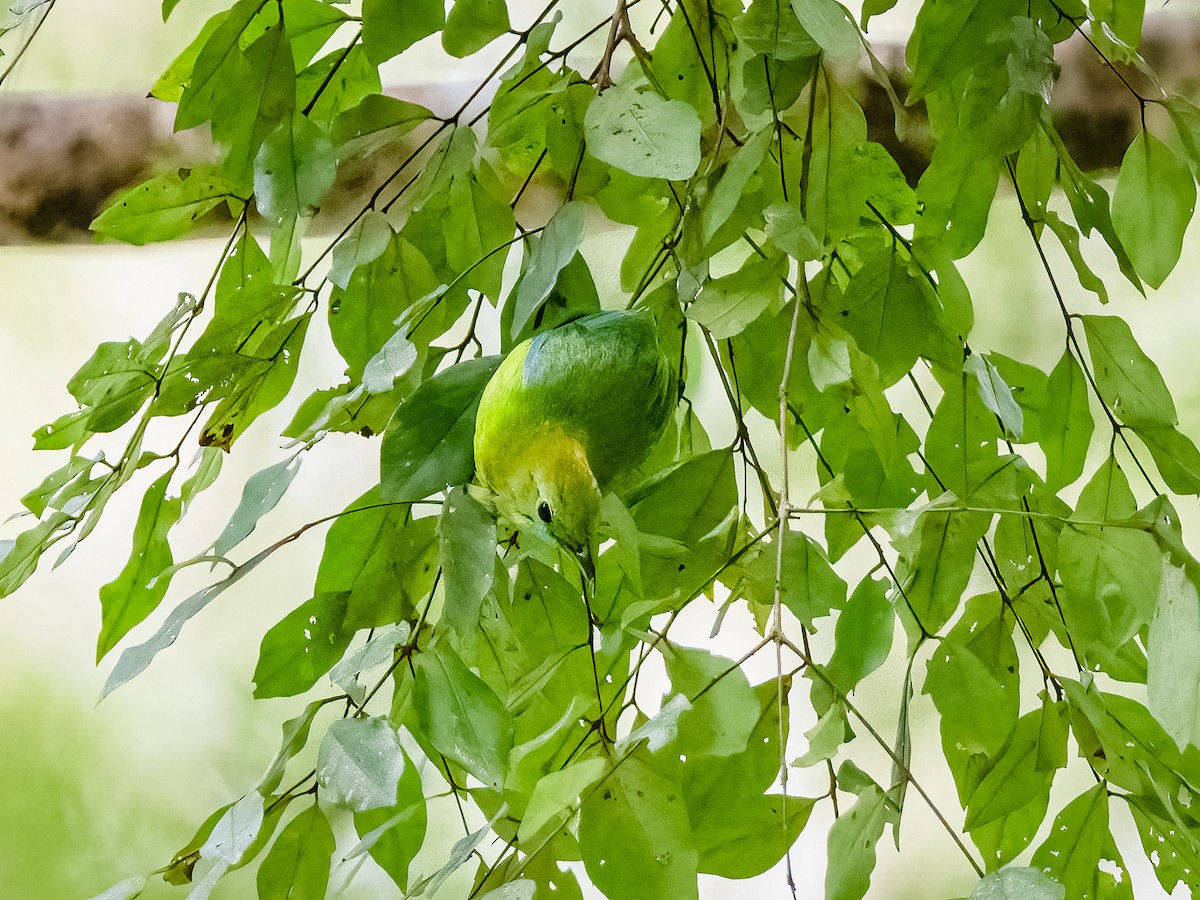 Blue-winged Leafbird - ML631791582