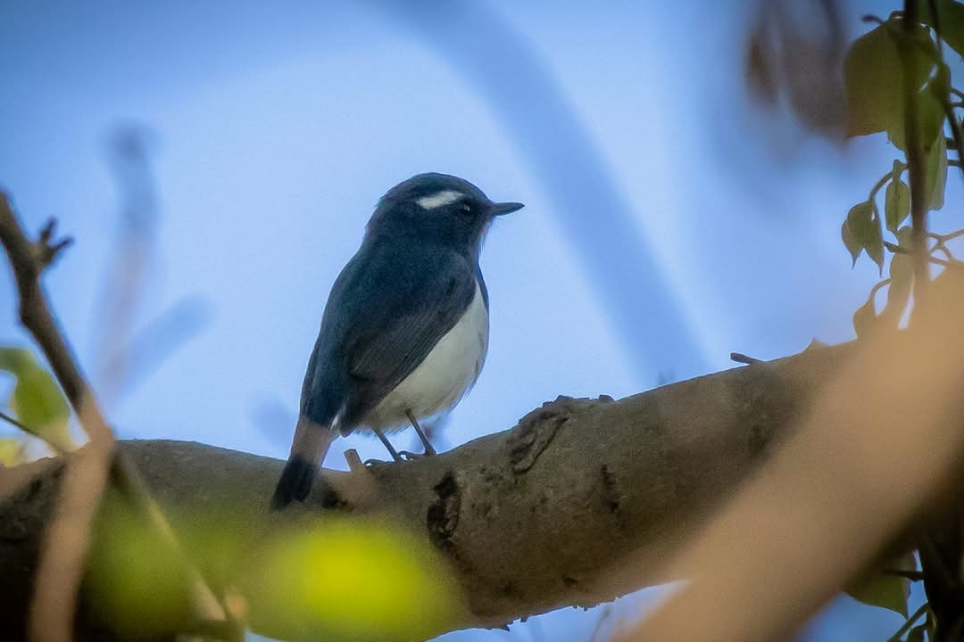 Ultramarine Flycatcher - ML631791587