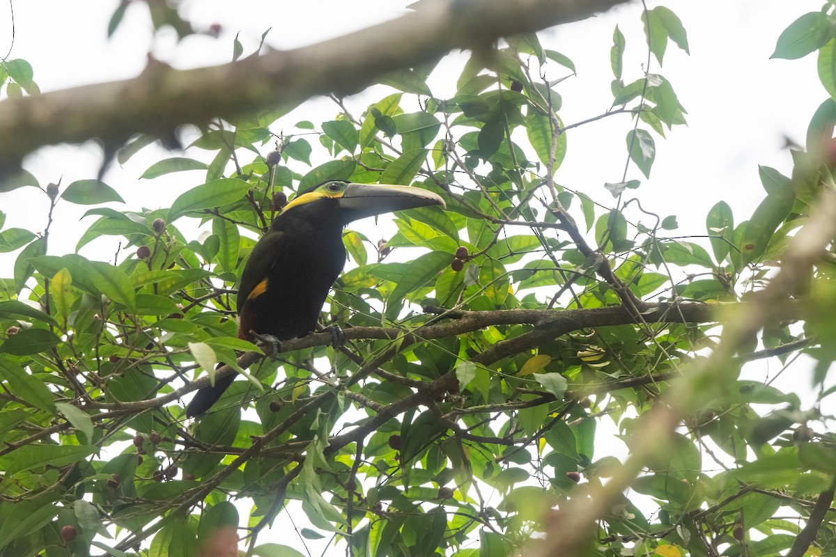 Yellow-eared Toucanet - ML631791712