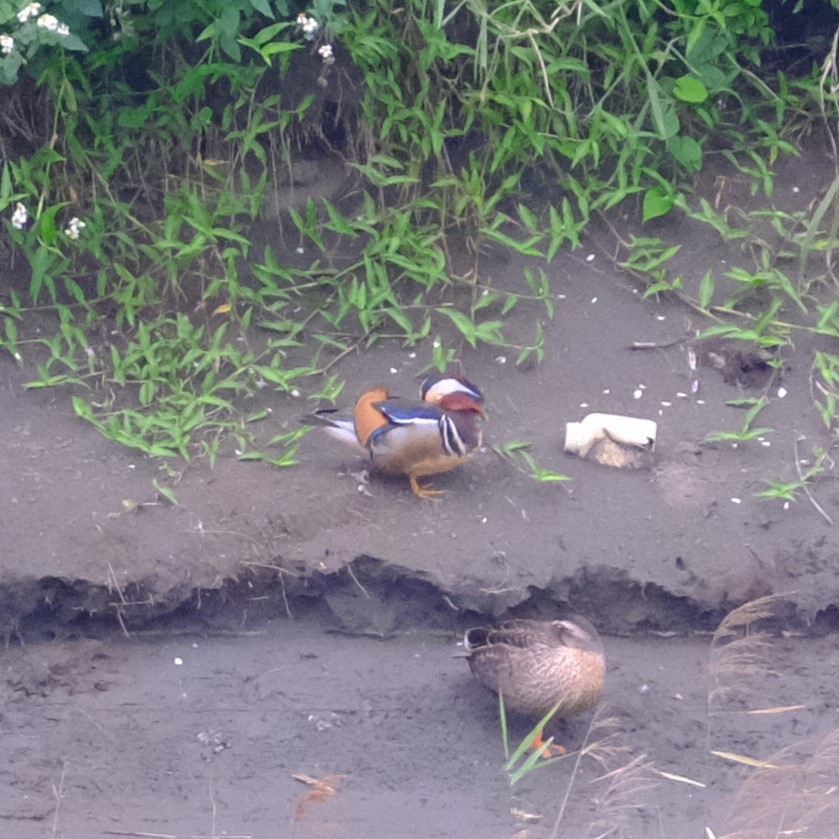 Mandarin Duck - ML631791855