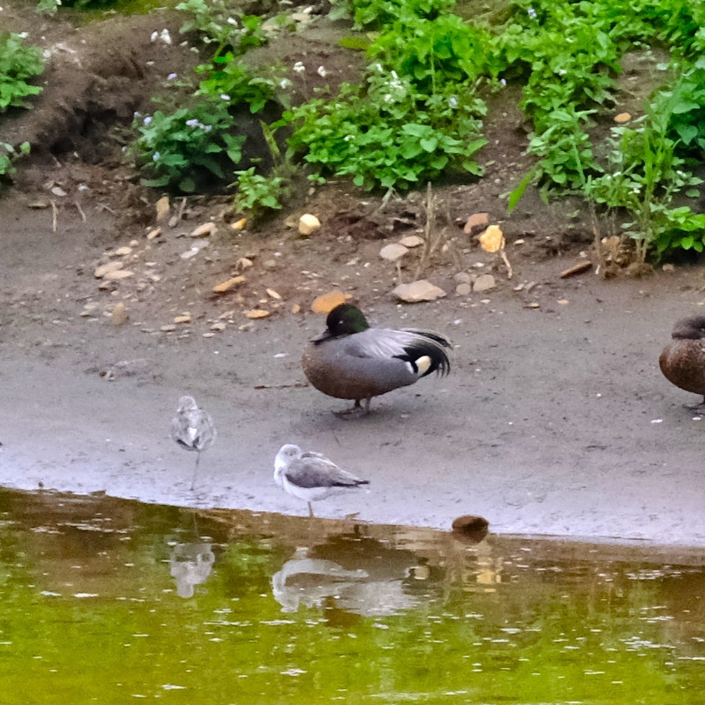 Falcated Duck - ML631791856