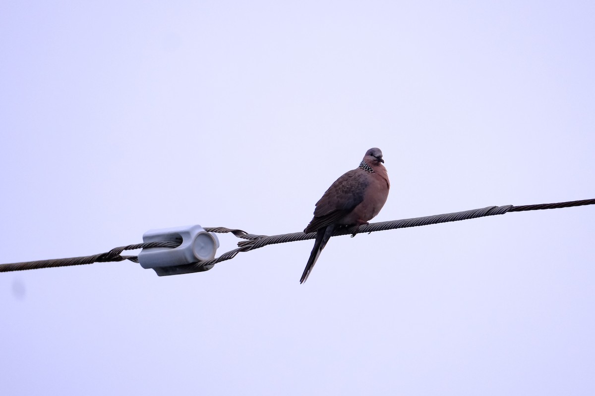 Spotted Dove - ML631791857