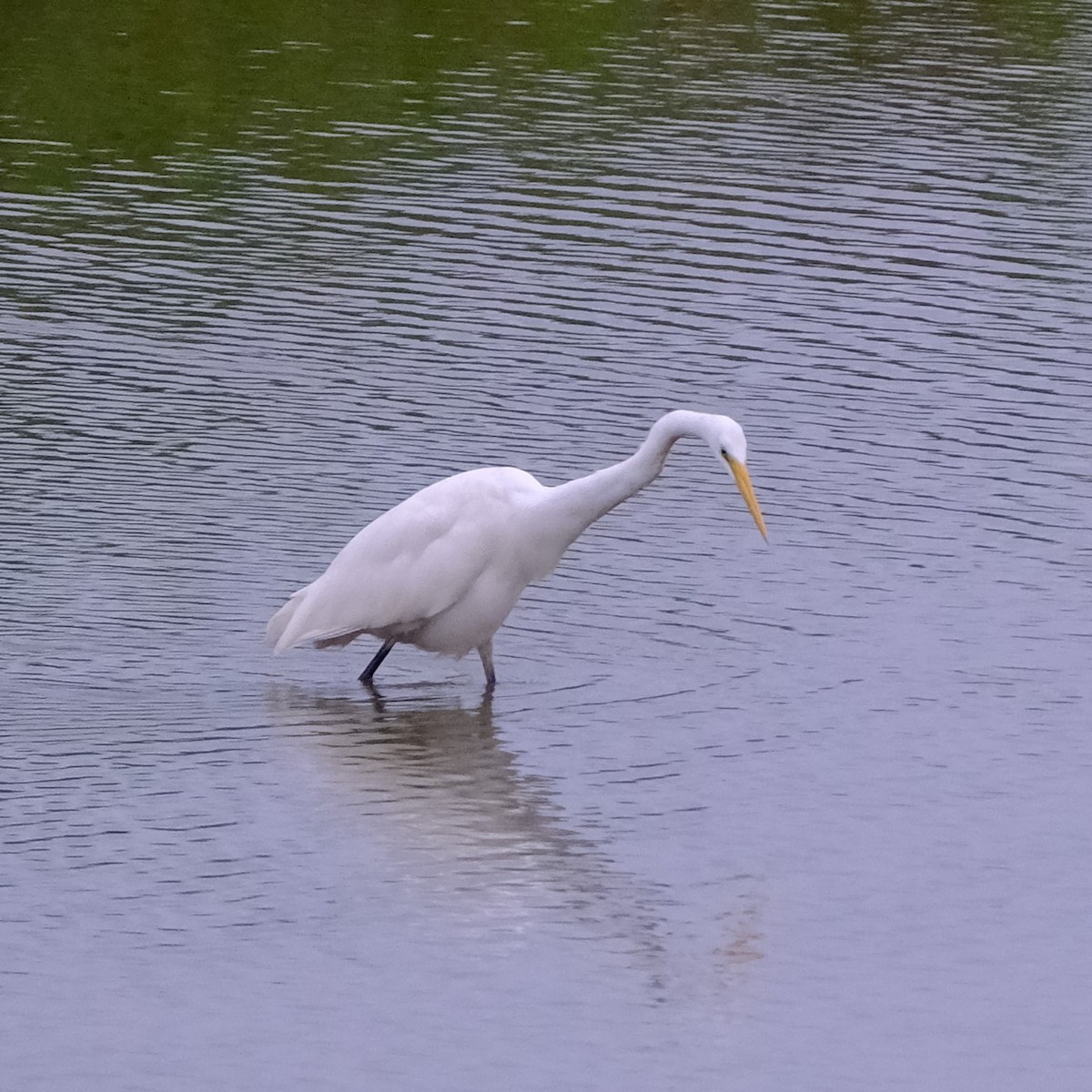 Great Egret - ML631791862