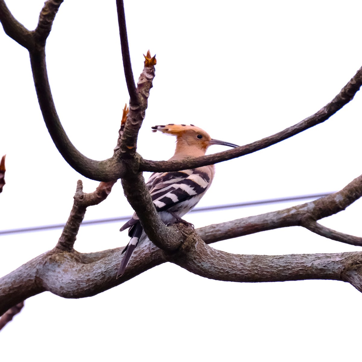 Common Hoopoe - ML631791864