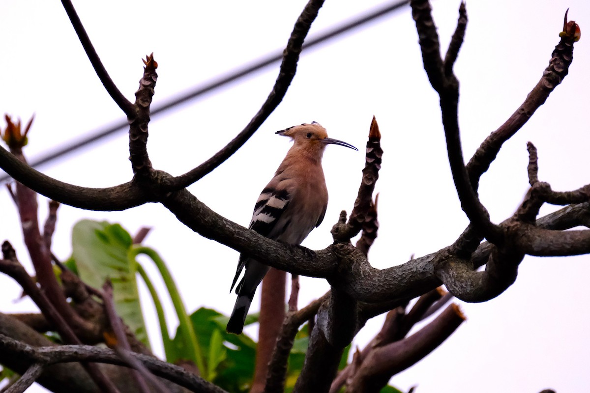 Common Hoopoe - ML631791871