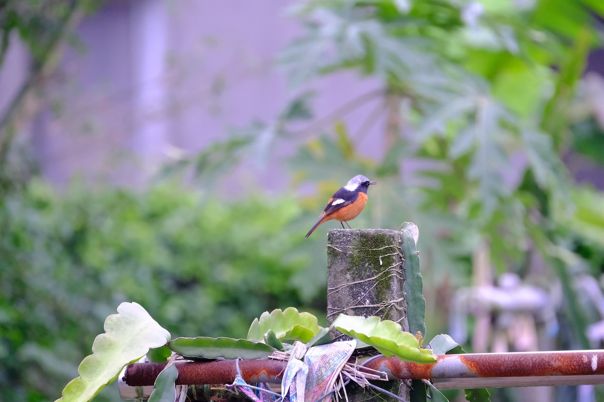 Daurian Redstart - ML631791876