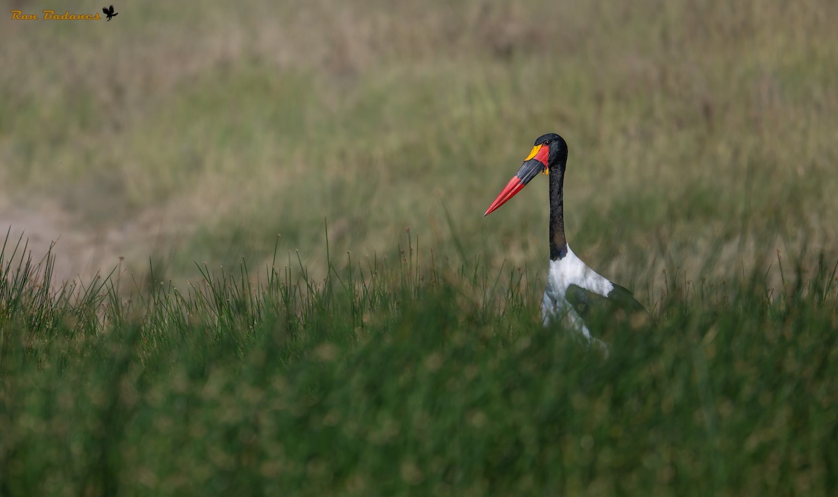 Saddle-billed Stork - ML631791984