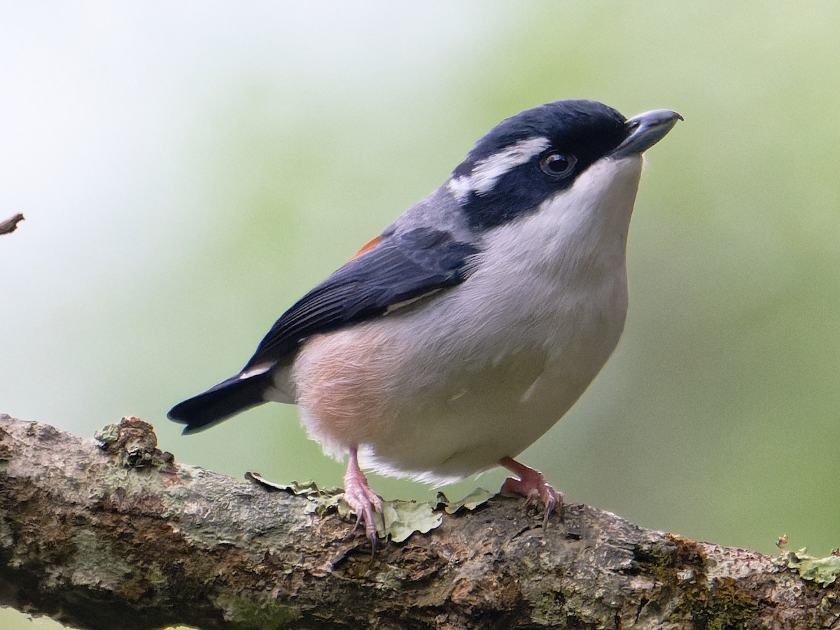 White-browed Shrike-Babbler - ML631792143