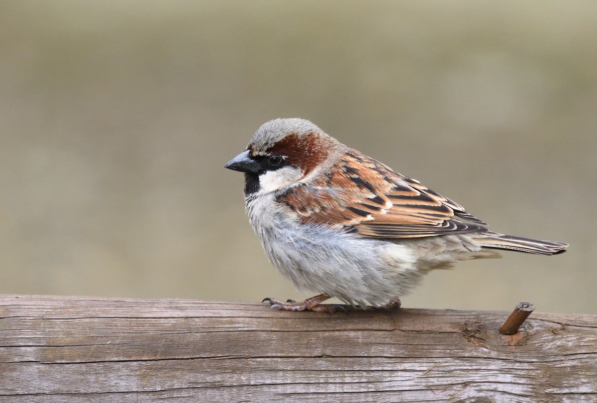 House Sparrow - ML631792155