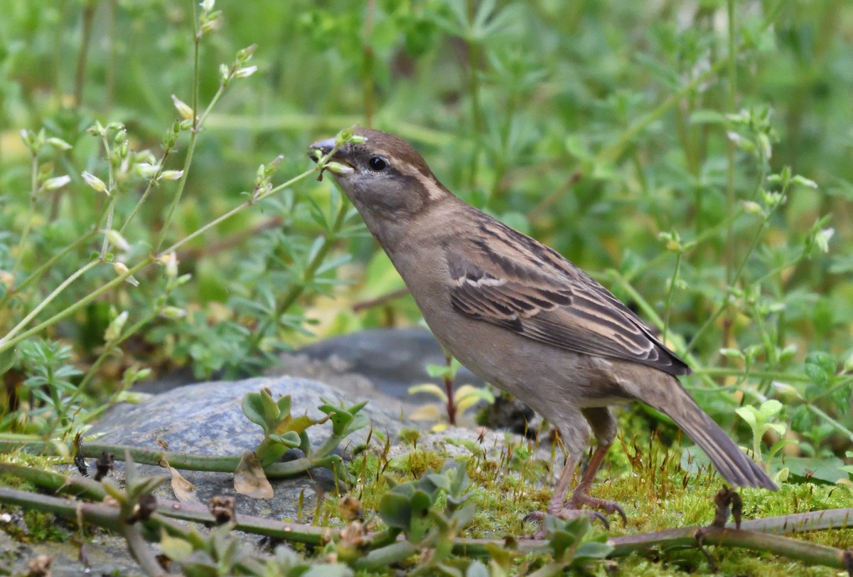 House Sparrow - ML631792164