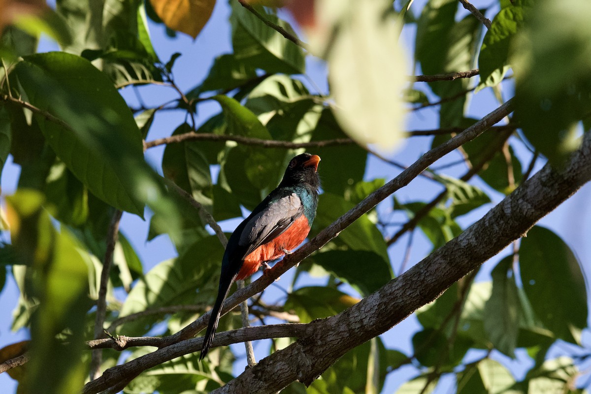 trogon kvokavý - ML631792342