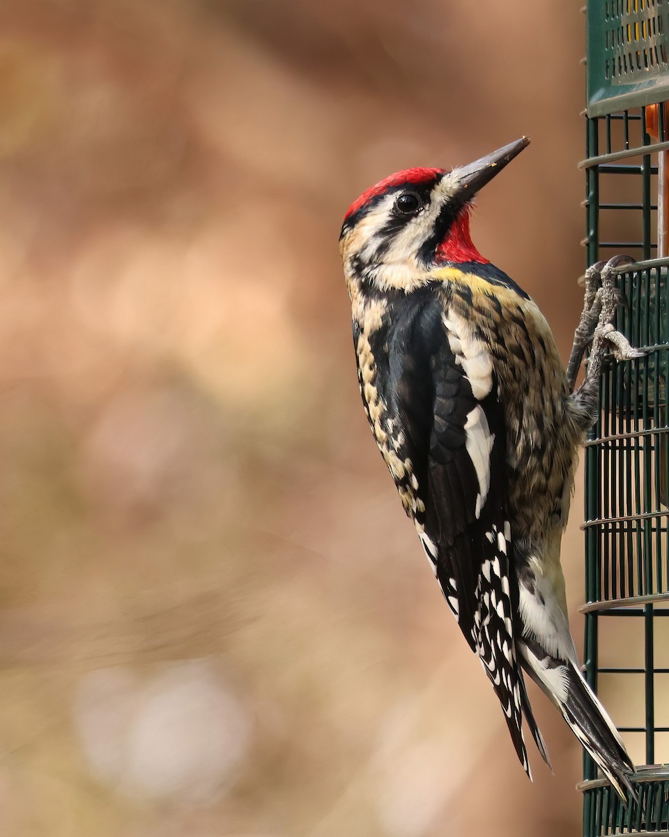 Yellow-bellied Sapsucker - ML631792585