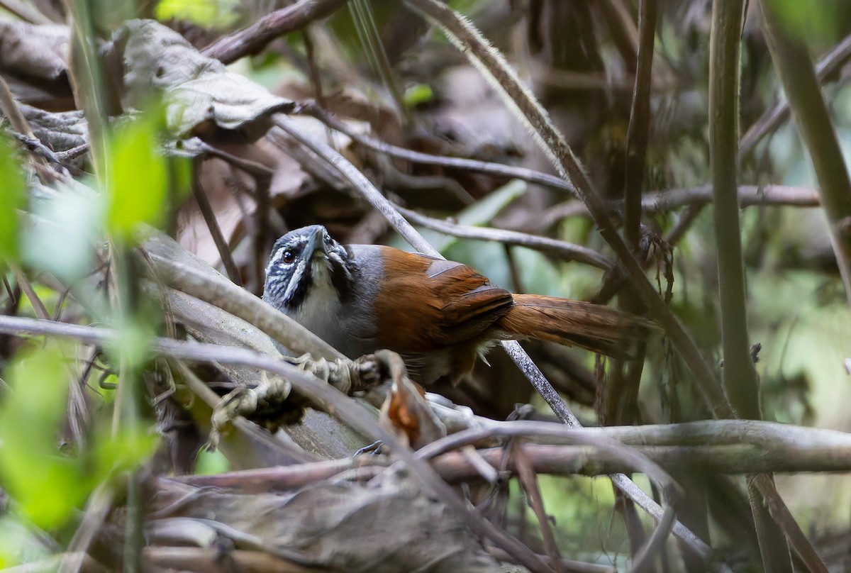 Whiskered Wren - ML631792590