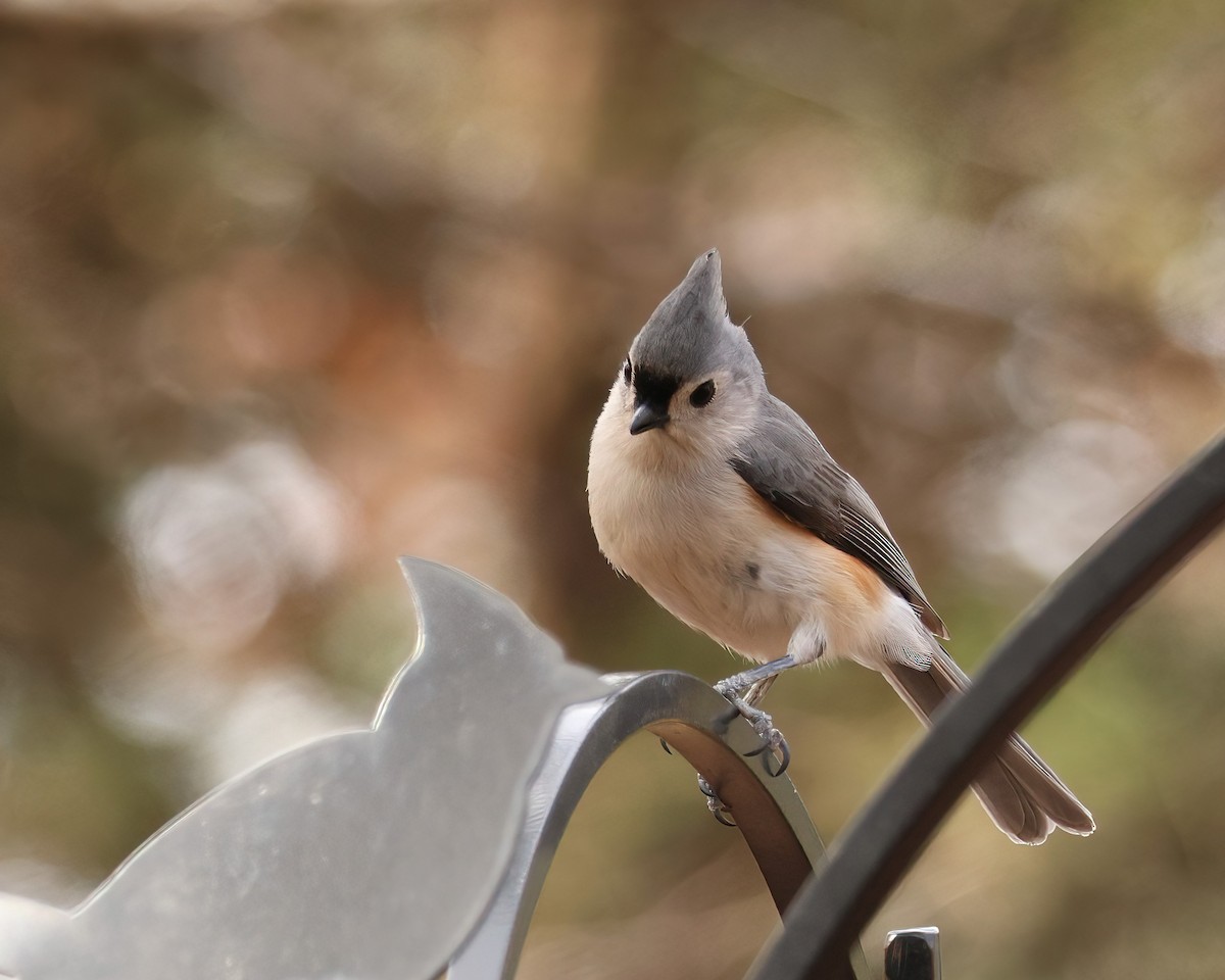 Tufted Titmouse - ML631792641