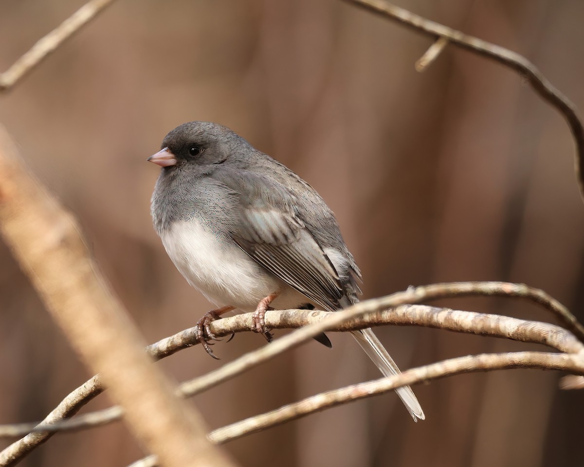 Dark-eyed Junco - ML631792679