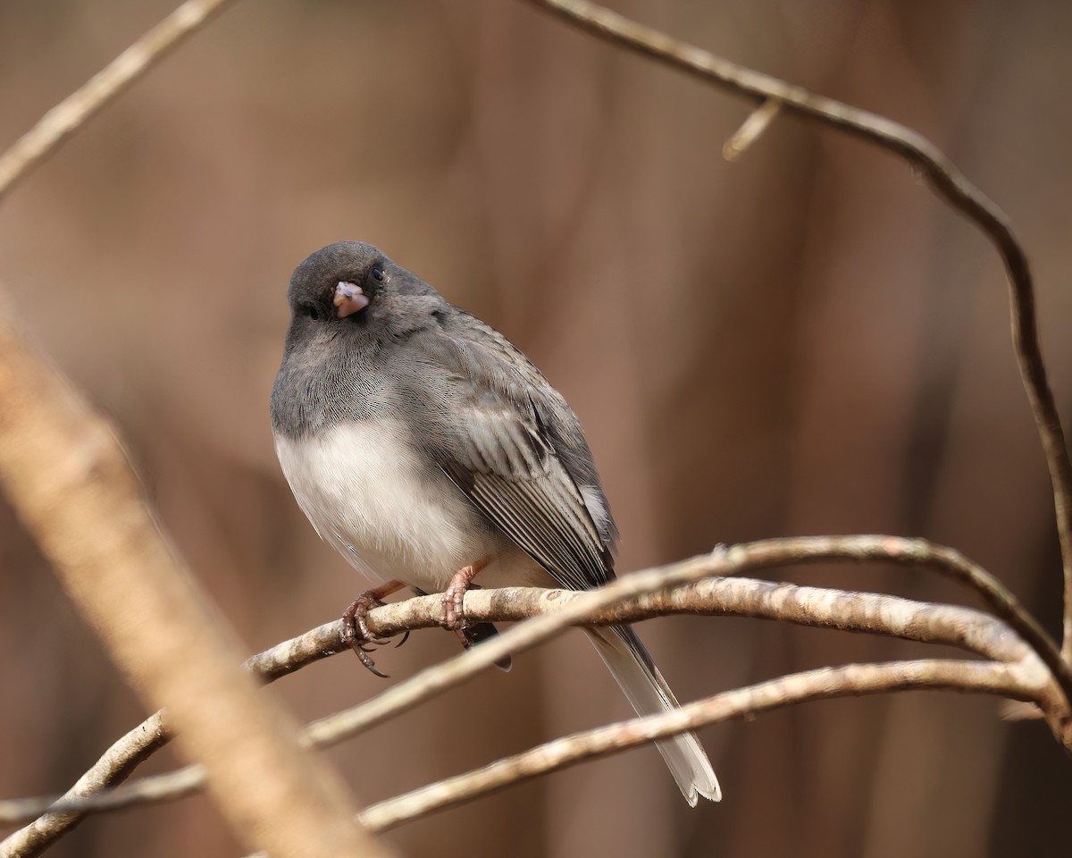 Dark-eyed Junco - ML631792680
