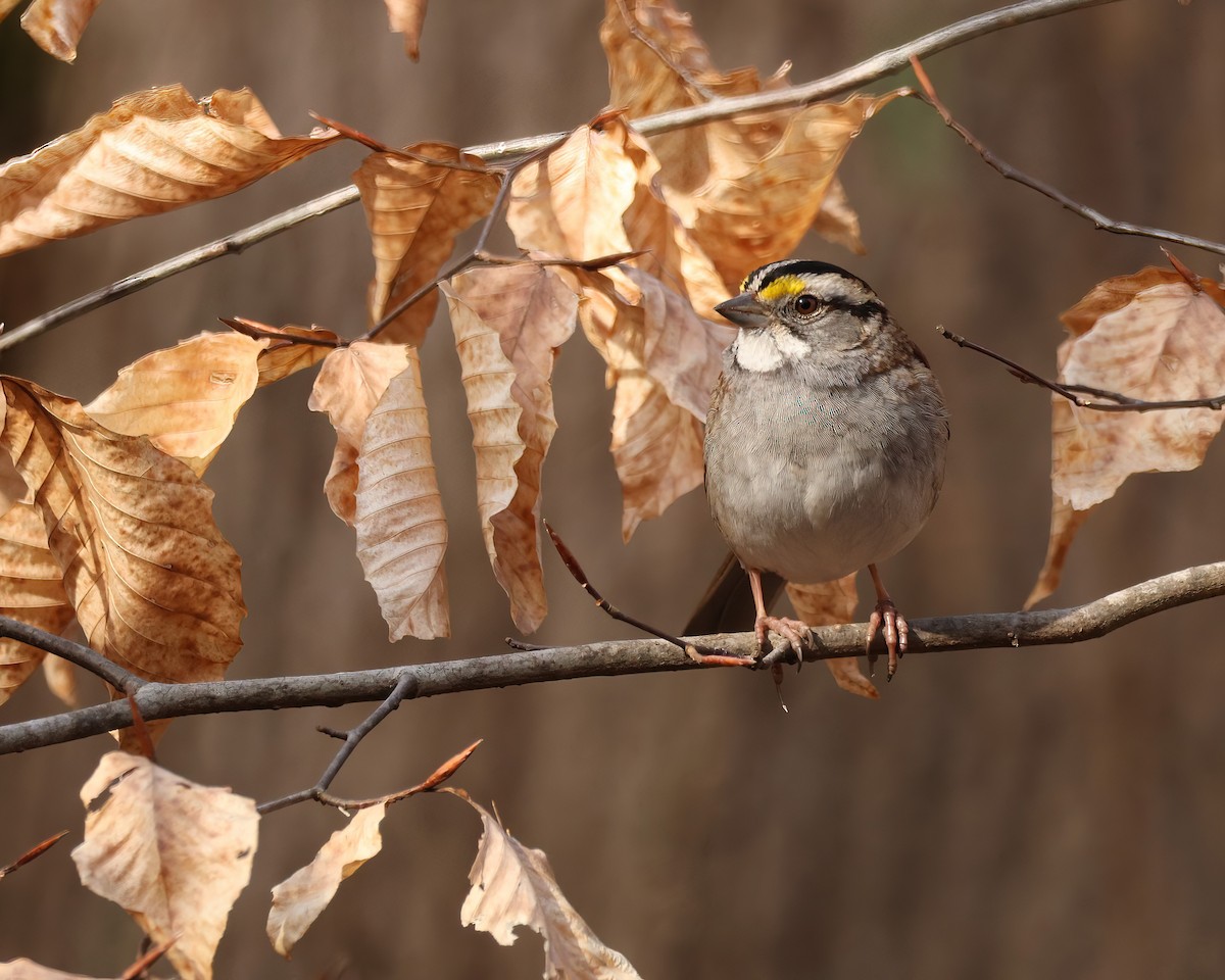 White-throated Sparrow - ML631792695