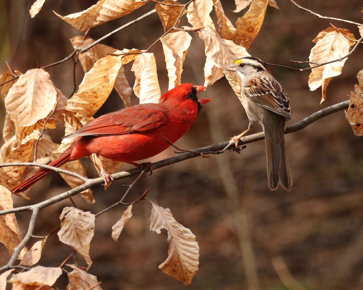 Northern Cardinal - ML631792704