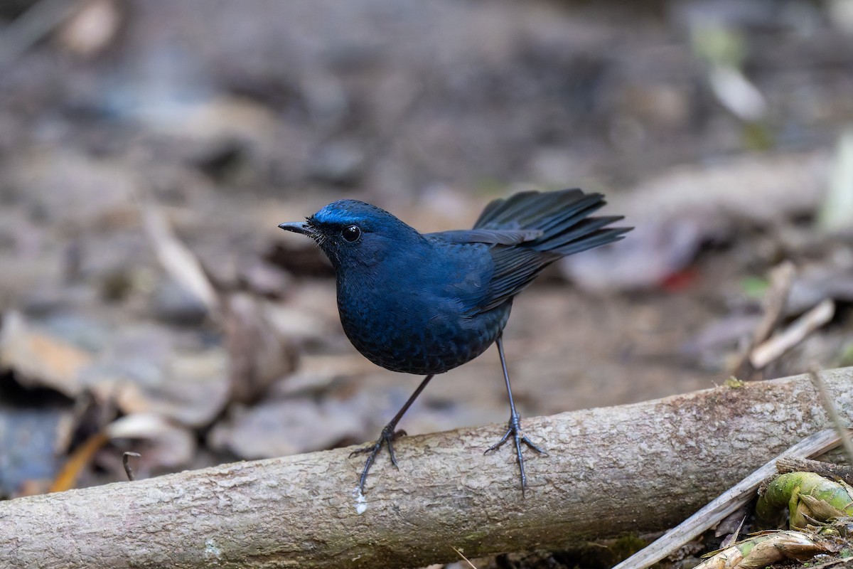 Blue-fronted Robin - ML631792814