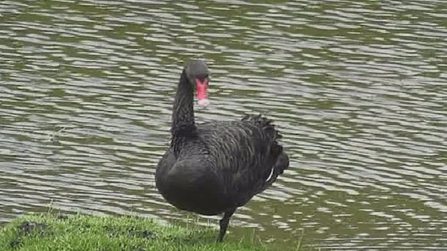Black Swan - ML631792900