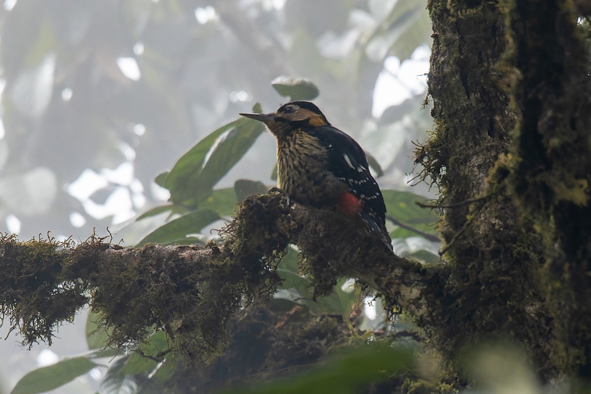 Darjeeling Woodpecker - ML631792950
